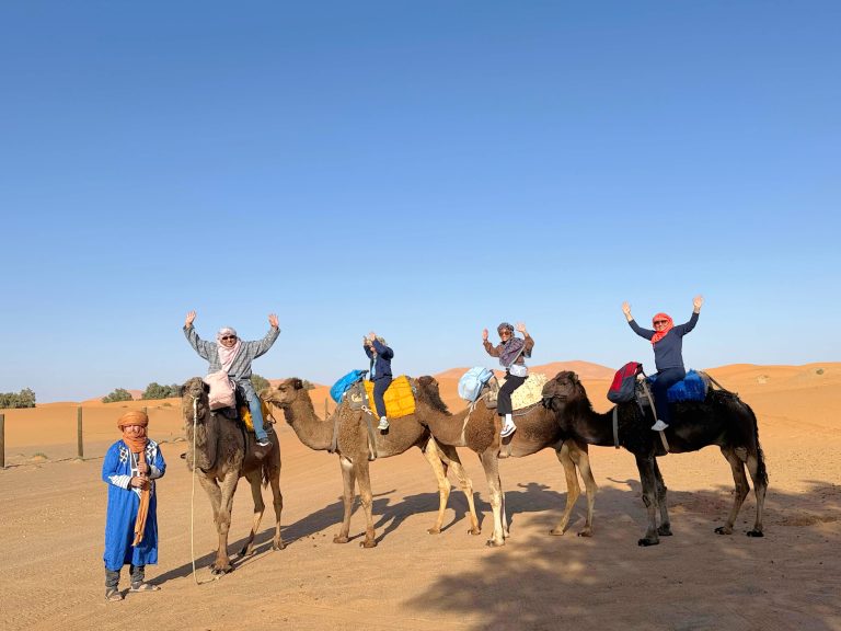 Camels walking across sand dunes in the Sahara Desert Morocco at sunset