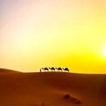 camel trek morocco
